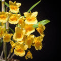 Dendrobium Capillipes