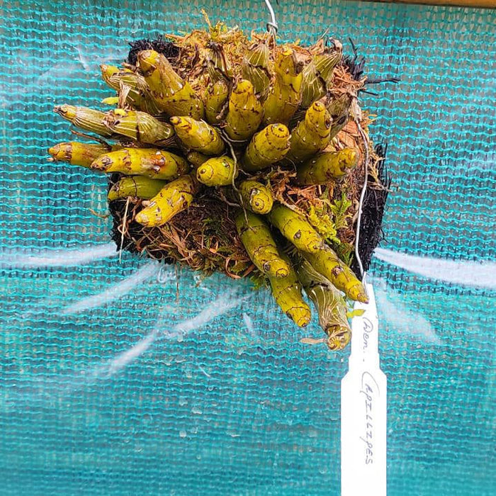 Dendrobium Capillipes