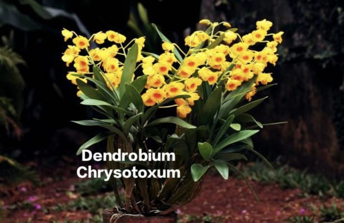 Dendrobium Chrysotoxum (Thailand Imported)