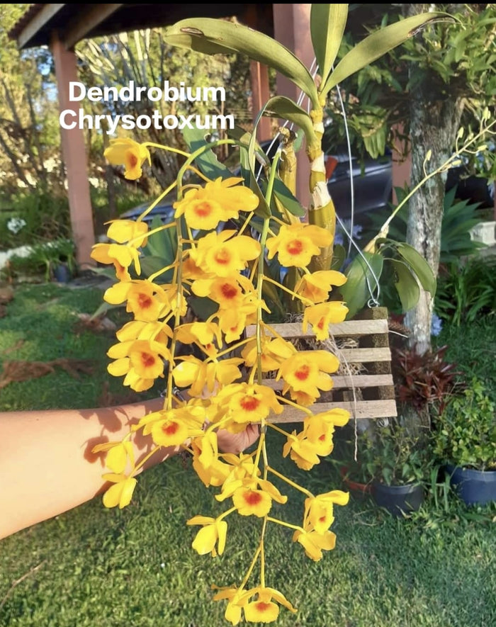 Dendrobium Chrysotoxum (Thailand Imported)