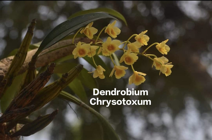 Dendrobium Chrysotoxum (Thailand Imported)