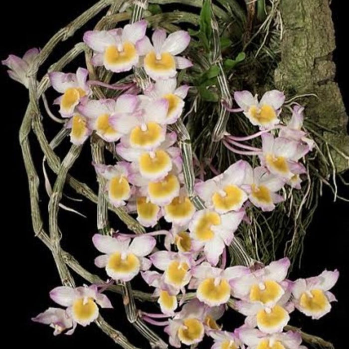 Dendrobium crepidatum (Toothed Lip Dendrobium)