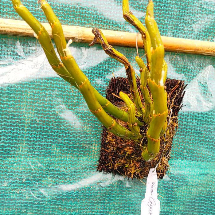 Dendrobium crepidatum (Toothed Lip Dendrobium)