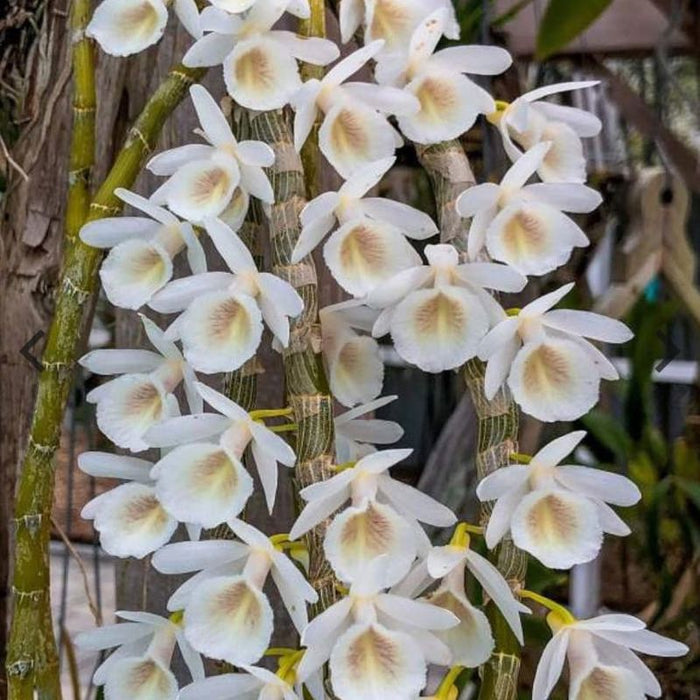 Dendrobium cretaceum (Chalky White Dendrobium)