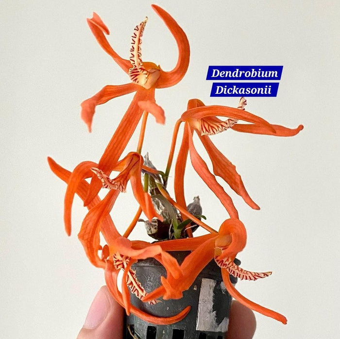 Dendrobium Dickasonii