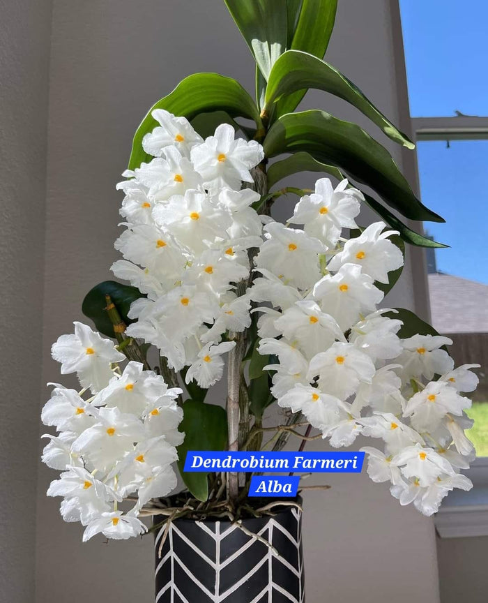 Dendrobium Farmeri Alba