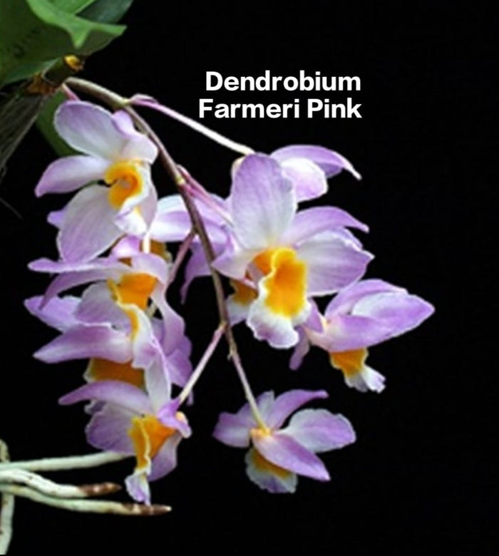 Dendrobium Farmeri Pink