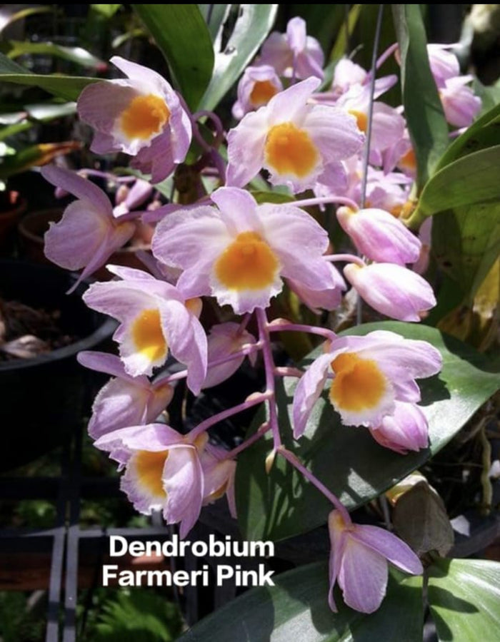 Dendrobium Farmeri Pink