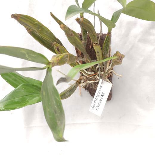Dendrobium farmerii