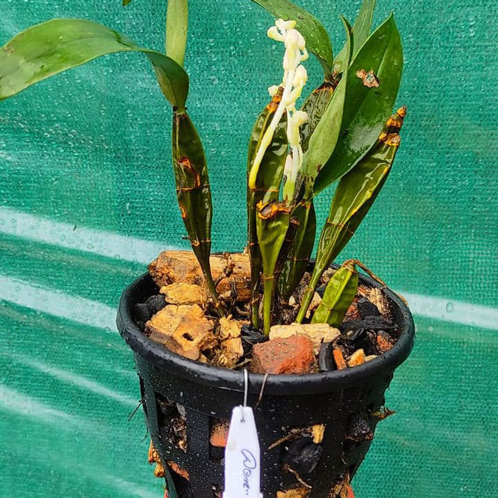 Dendrobium farmerii