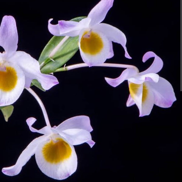 Dendrobium Findlayanum