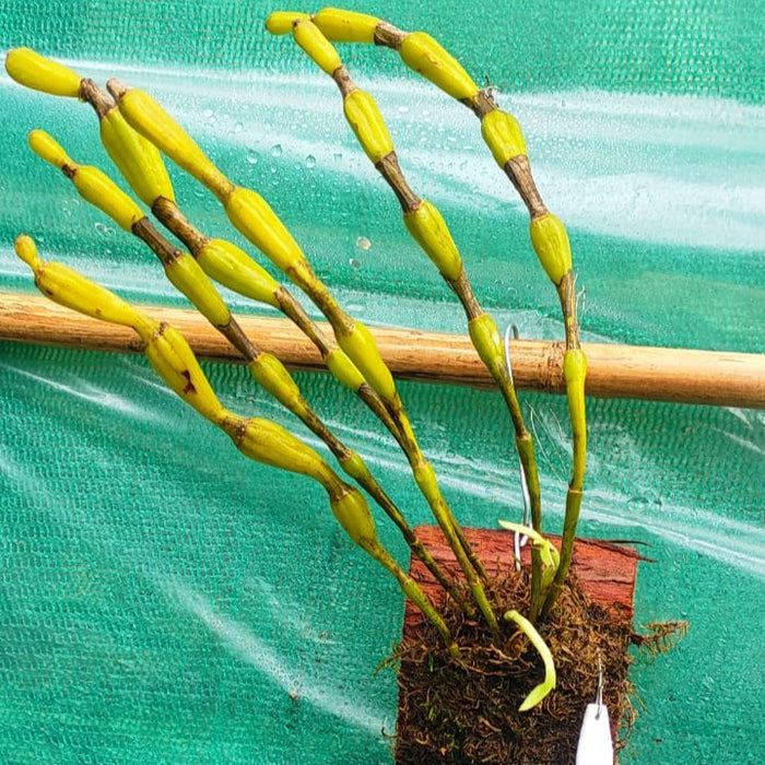 Dendrobium Findlayanum