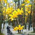 Dendrobium hancockii