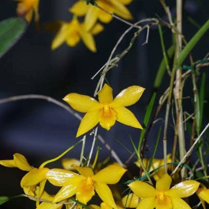 Dendrobium hancockii