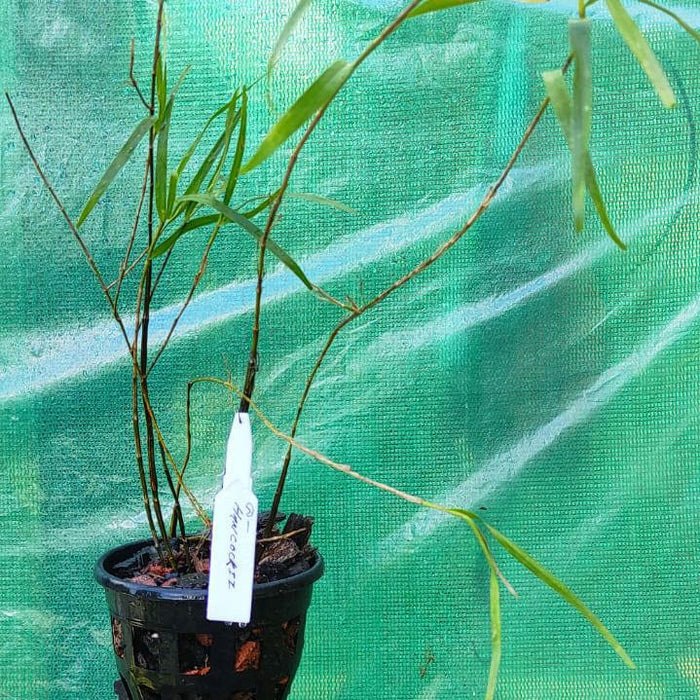 Dendrobium hancockii