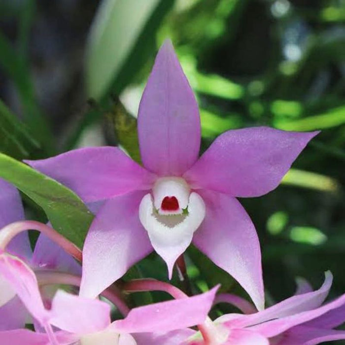 Dendrobium Hercoglossum