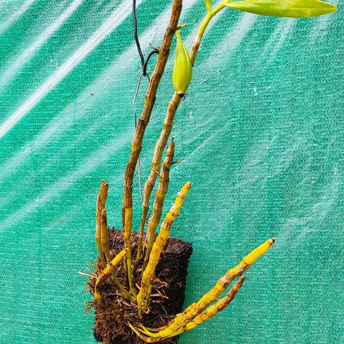 Dendrobium Hercoglossum