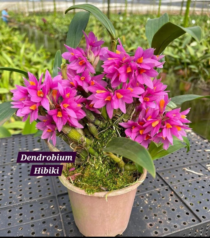 Dendrobium Hibiki Mature