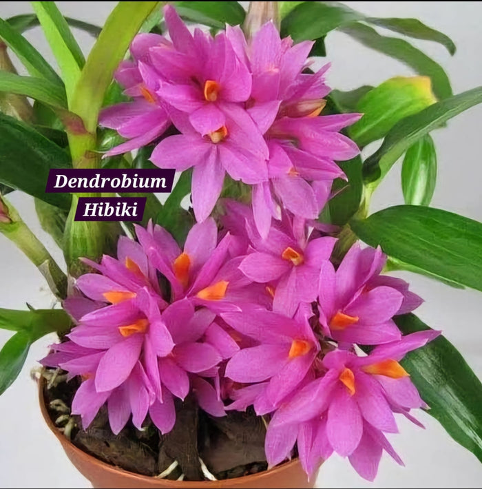 Dendrobium Hibiki Mature