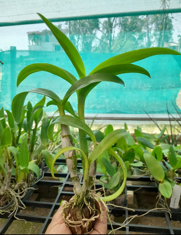 Dendrobium light Green 9