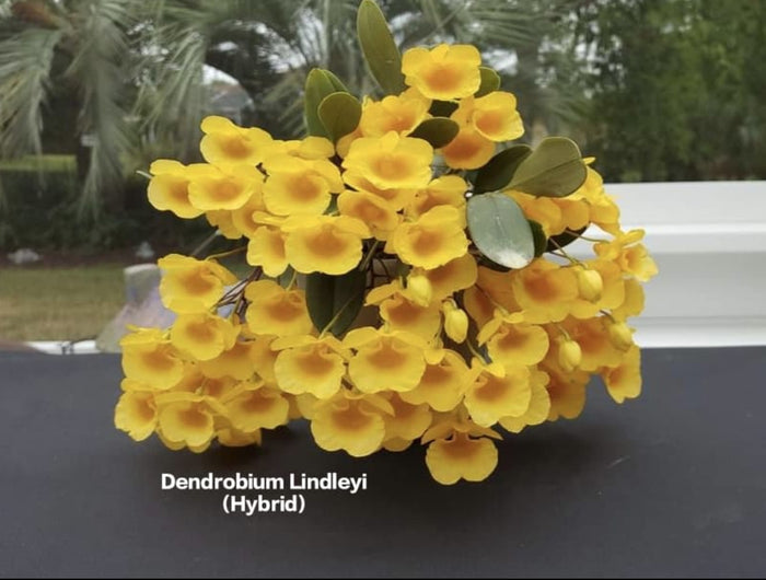 Dendrobium Lindleyi (Hybrid)