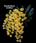 Dendrobium Lindleyi (Species)