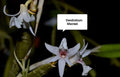 Dendrobium Macraei