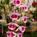 Dendrobium Mentor