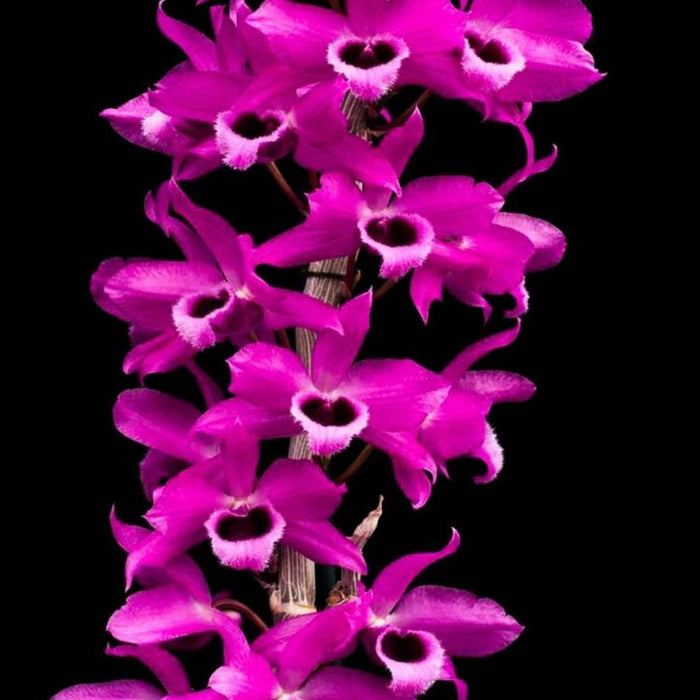 Dendrobium Nestor