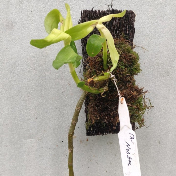Dendrobium Nestor