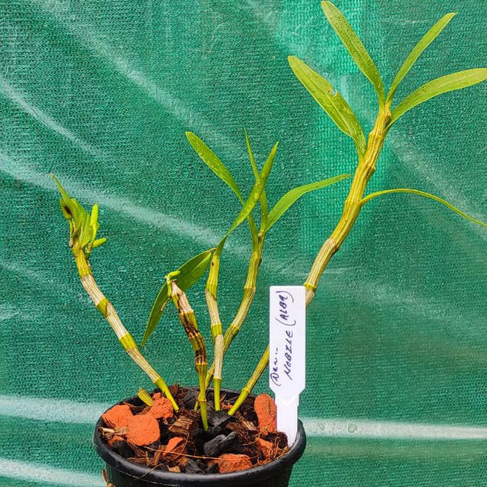 Dendrobium Nobile Alba