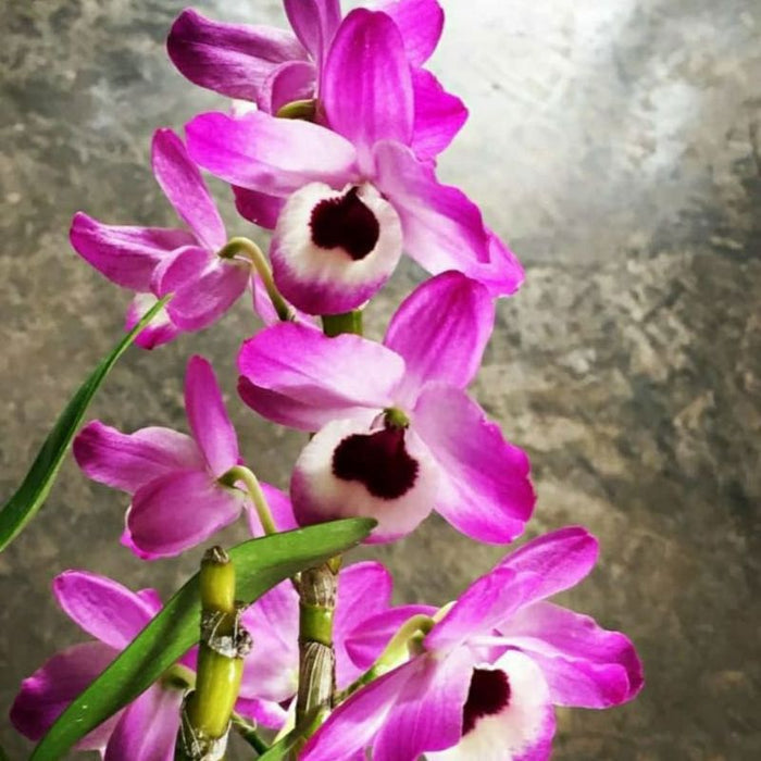 Dendrobium Nobile