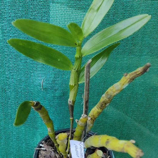 Dendrobium Nobile