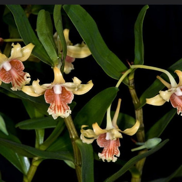 Dendrobium ochraceum (Golden Yellow Dendrobium)
