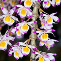 Dendrobium Pendulum