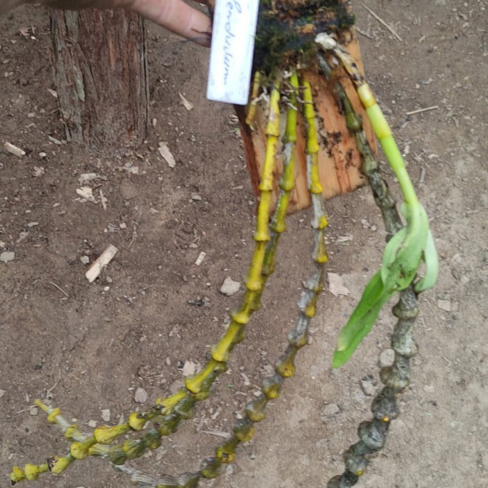 Dendrobium Pendulum