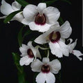 Dendrobium Sanderae Var. Major
