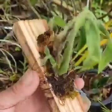 Dendrobium Senile