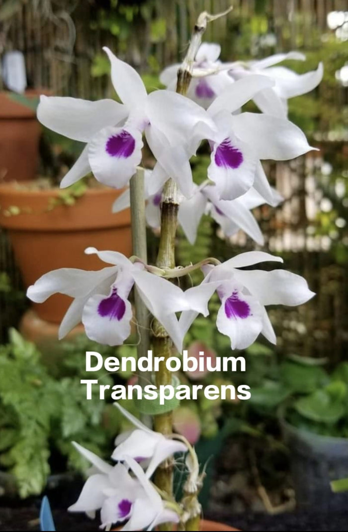 Dendrobium Transparens