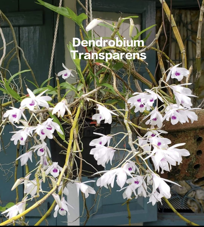 Dendrobium Transparens