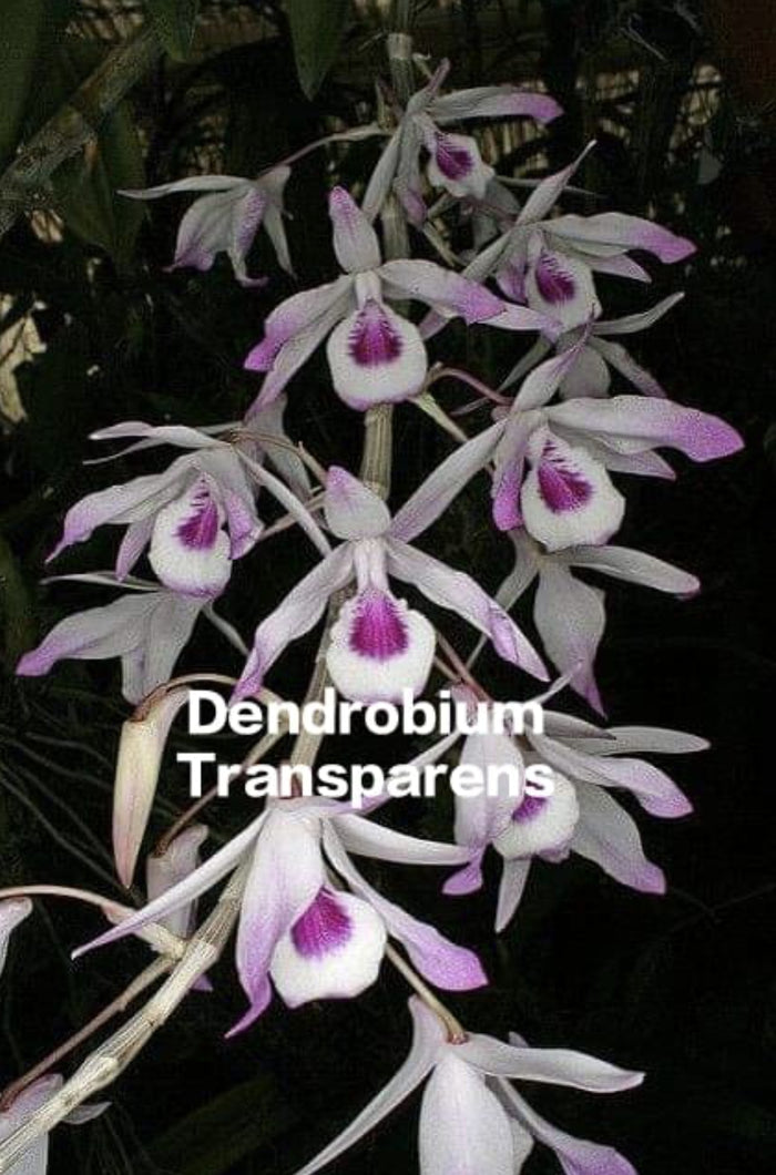 Dendrobium Transparens