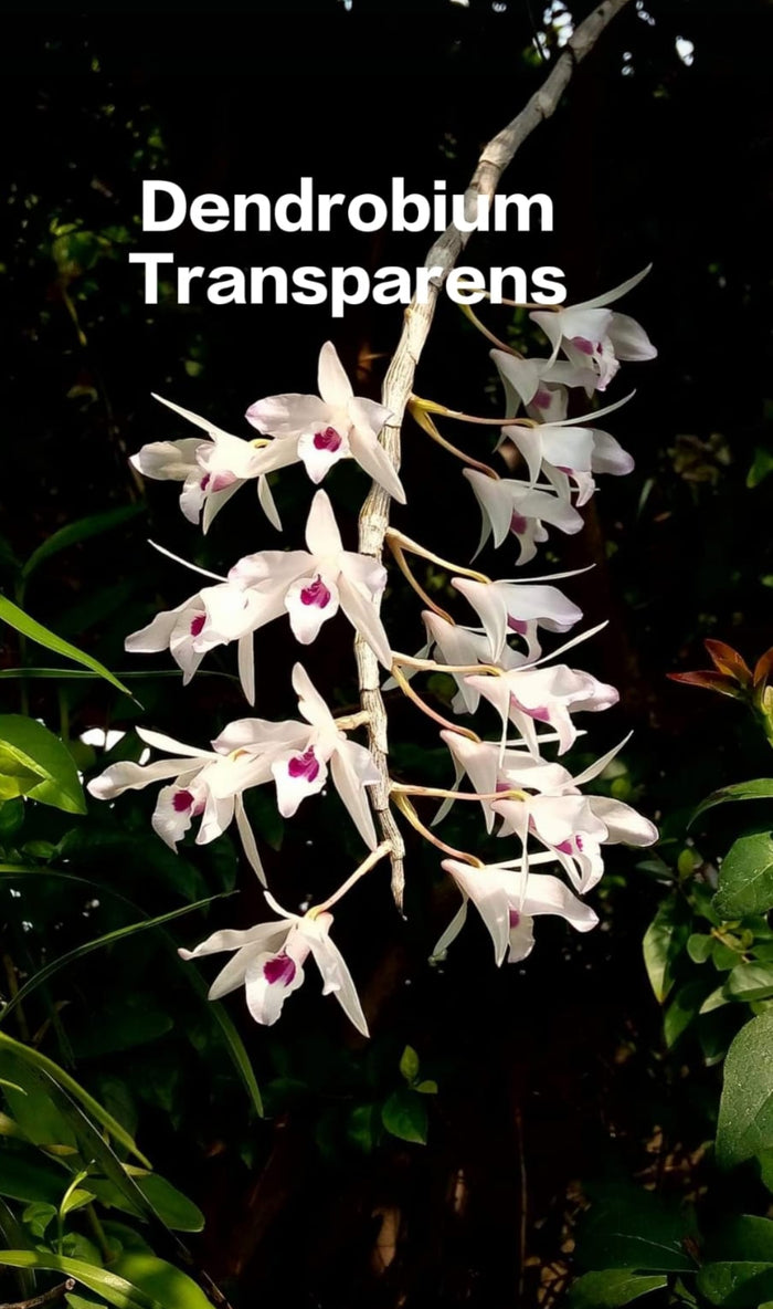 Dendrobium Transparens