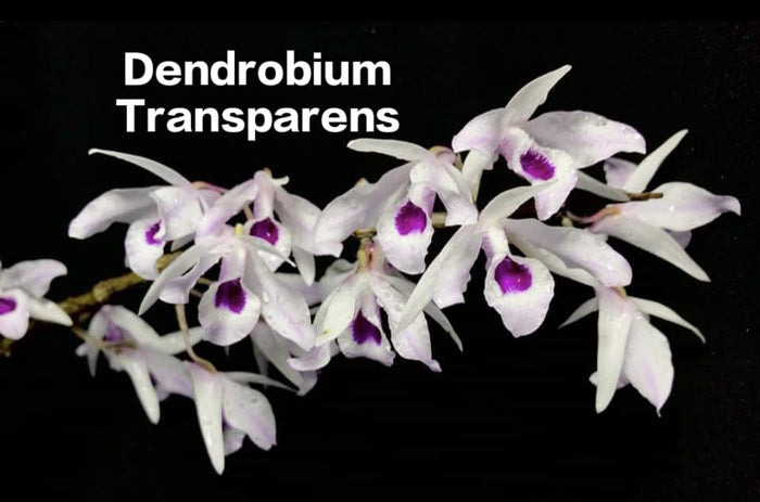 Dendrobium Transparens