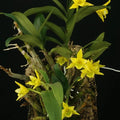 Dendrobium trigonopus (Triangle-Lip Dendrobium)