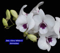 Dendrobium white 14