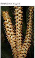Dendrochilum Magnum