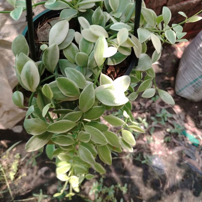 Dischidia Oiantha Variegated