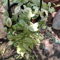 Dischidia Oiantha Variegated
