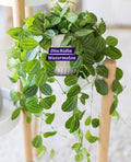 Dischidia watermelon Hanging Indoor plants
