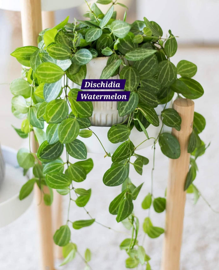 Dischidia watermelon Hanging Indoor plants